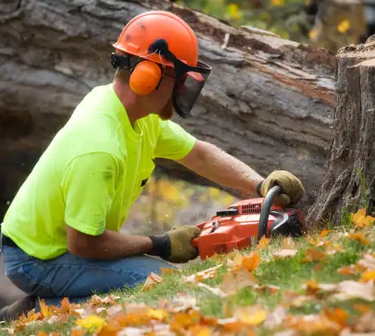 tree services Saugerties South